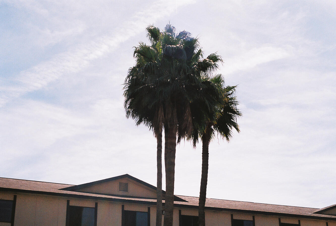 Palm Tree