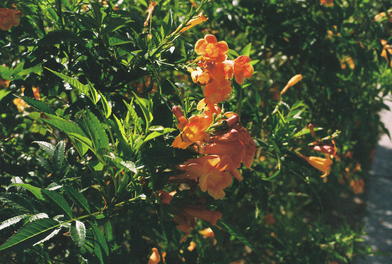 Flowers
